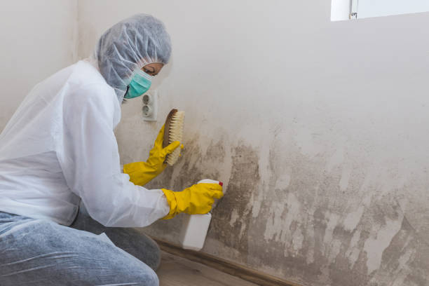 Best Mold Removal for HVAC Installations  in South Lockport, NY