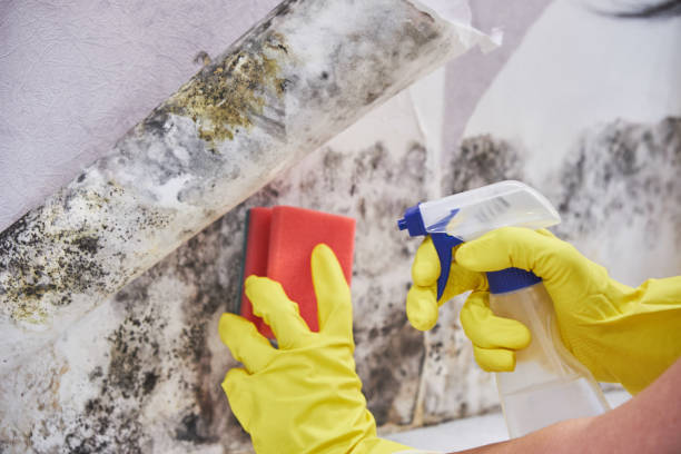 Best Attic Mold Removal  in South Lockport, NY